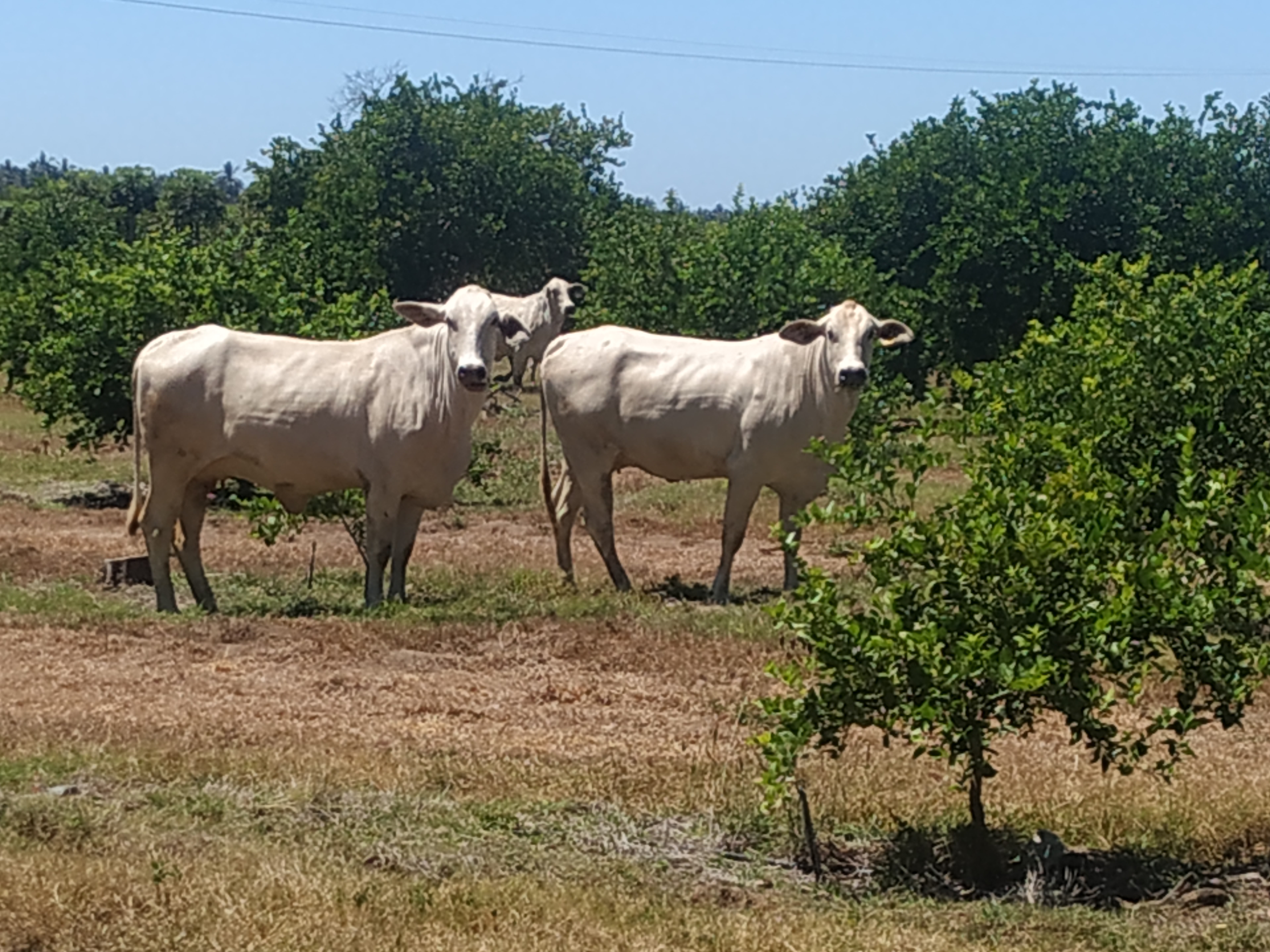 					Ver Vol. 28 Núm. 1 (2024): AVANCES EN INVESTIGACIÓN AGROPECUARIA (Continua)
				