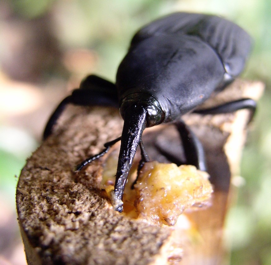 II Simposio Internacional de Parasitología Agrícola